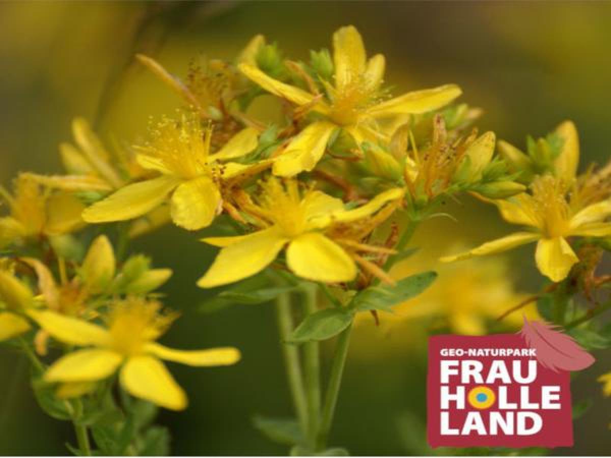 Bild zur Veranstaltung: Sommerkräuter