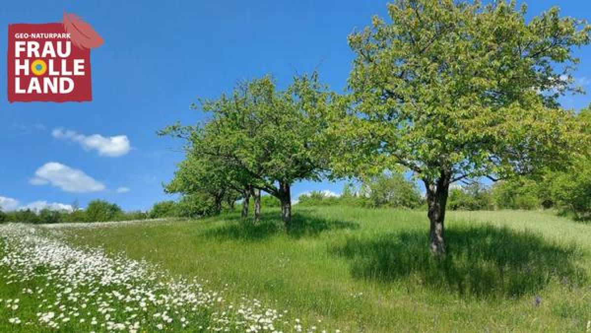 Bild zur Veranstaltung: Die Streuobstwiese im Spätsommer