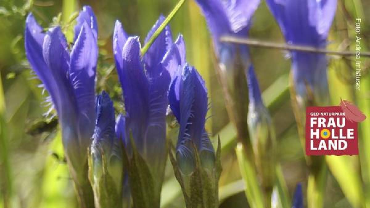 Bild zur Veranstaltung: Wacholderheide Kripp- und Hielöcher